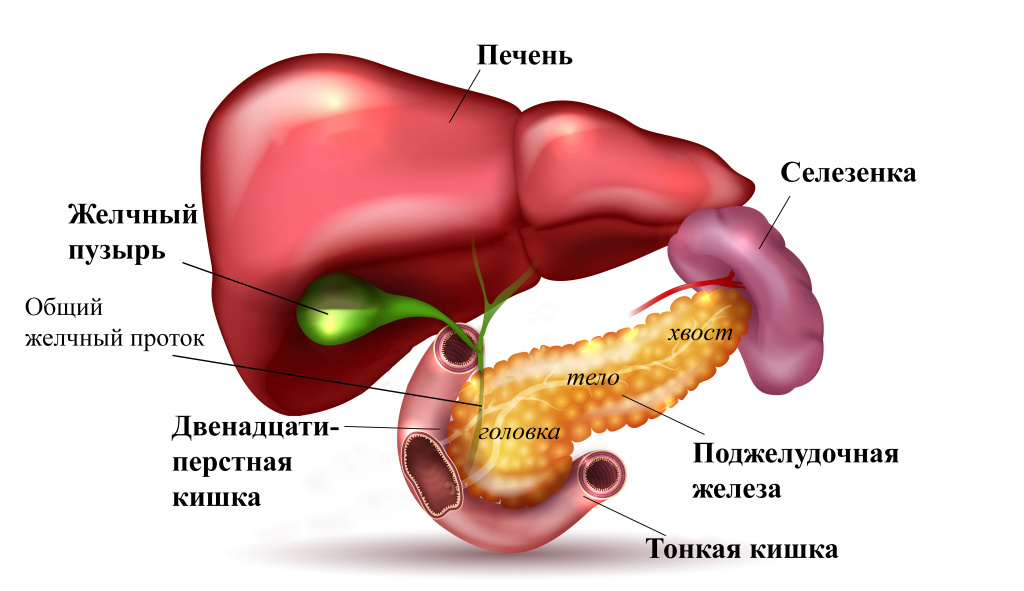 Анатомия и функции поджелудочной железы